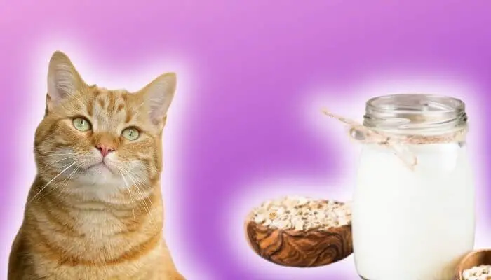 can cats drink oatmilk