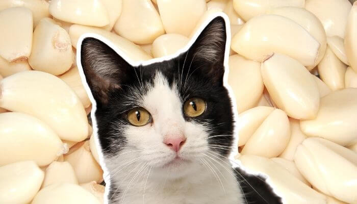 can cats eat garlic