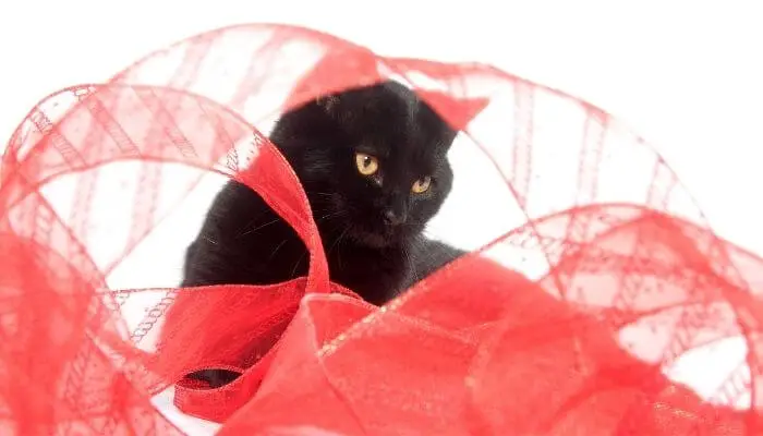 cat and red ribbon