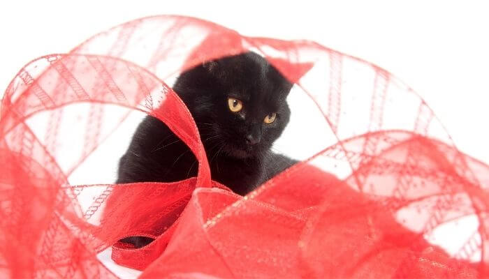 cat and red ribbon