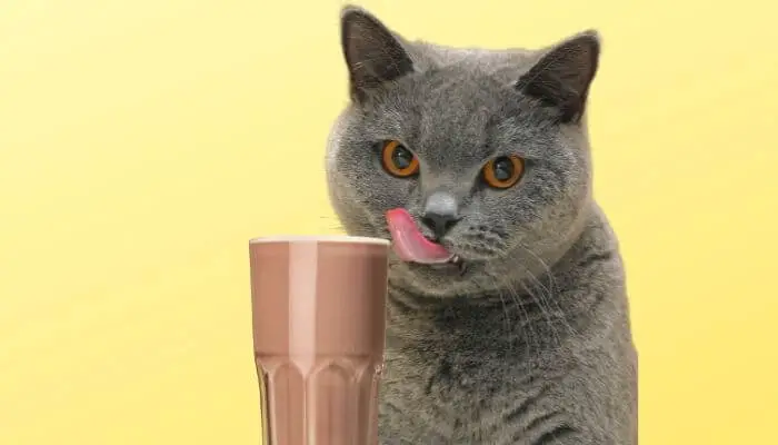 cat looking at chocolate oat milk