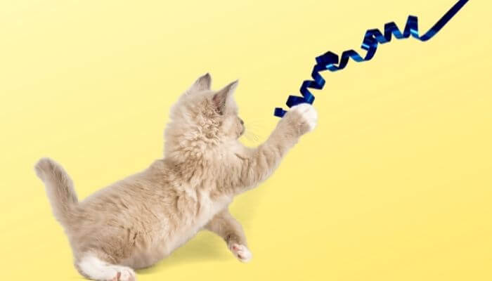 cat pawing at blue ribbon