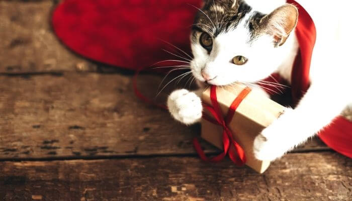 cat playing with present wrapped in red ribbon