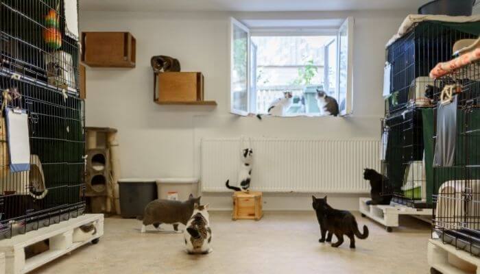 a cat rescue shelter