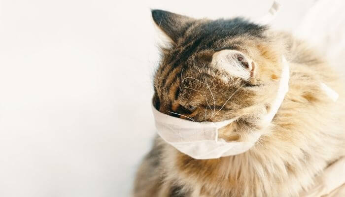 cat wearing a mask