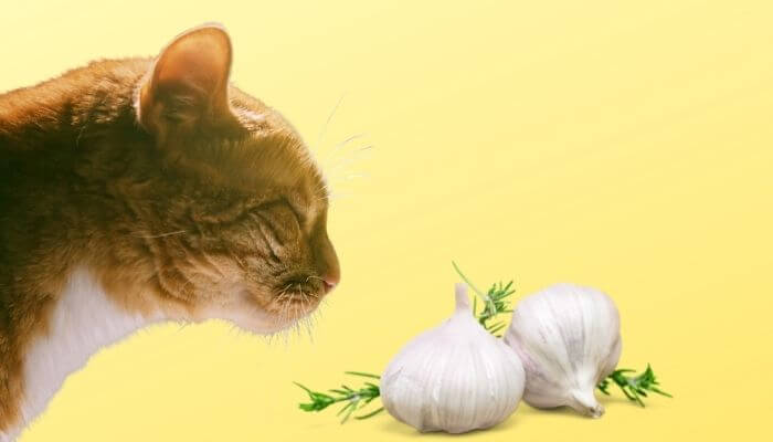 cats do not like the smell of garlic