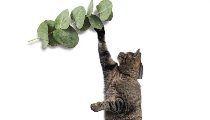 cats will usually have no interest in eucalyptus
