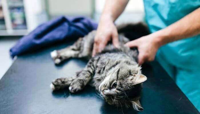 a vet peforming checks on a cat