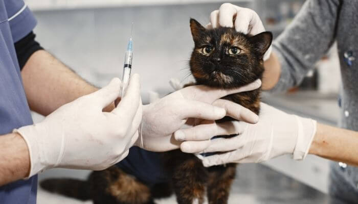 cat being given medication