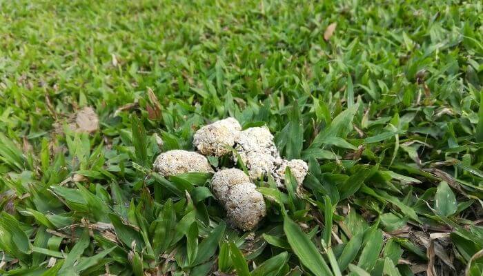 lawn with white cat poo