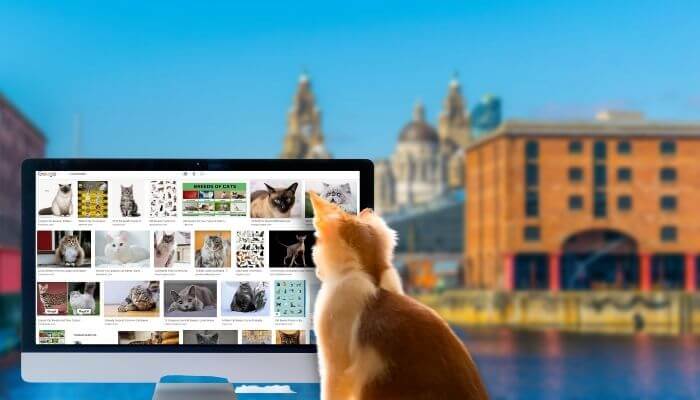 liverpools most googled cat breeds