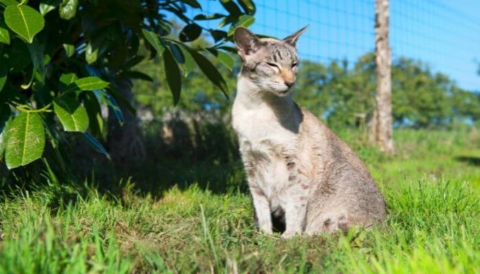 slim cat in the sun