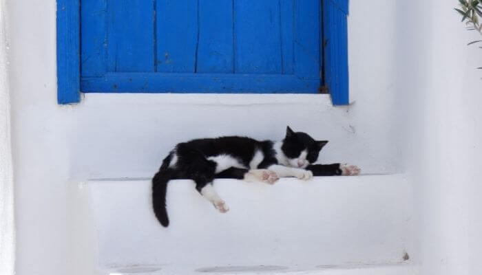 thin cat resting