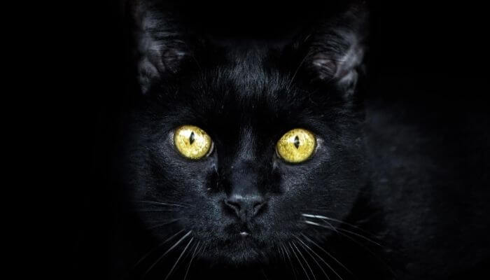 what does it mean when you see a black cat at night