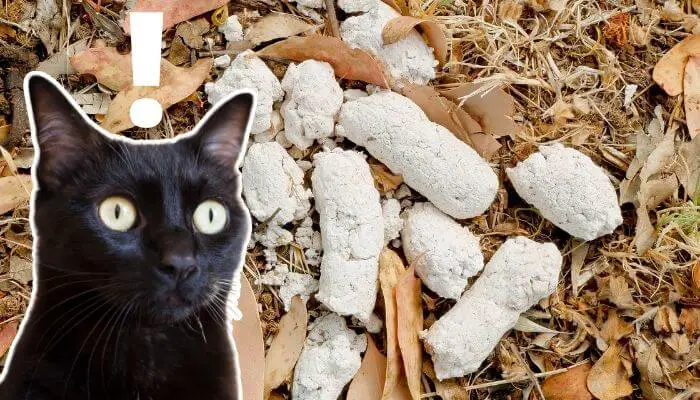 White worms in cat poop treatment hotsell
