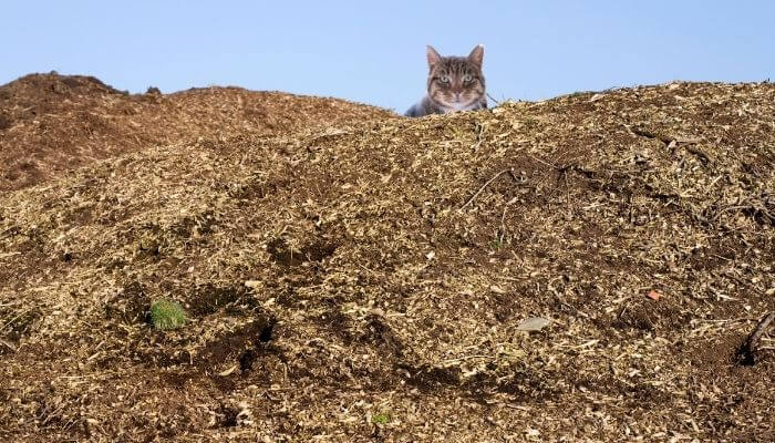 can you compost cat litter