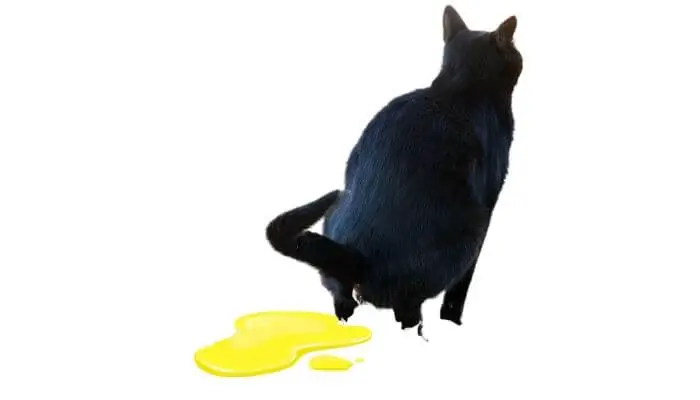 cat pooping yellow liquid