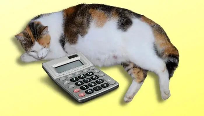 cat pregnancy calculator