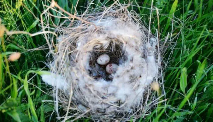 cats whiskers can be used to help birds make nests