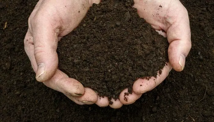 compost should be kept moist