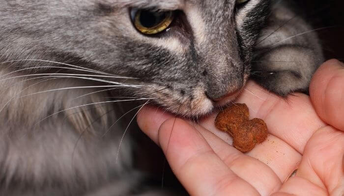 do cat treats expire
