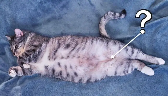 do cats have belly buttons