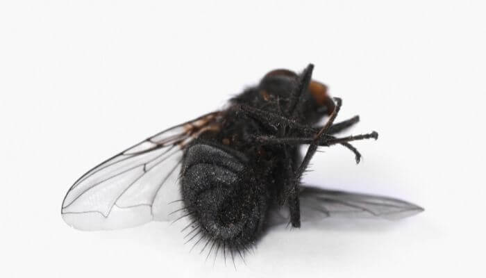 flies carry a lot of bacteria