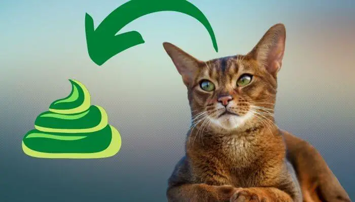 green cat poop