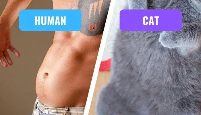 humans vs cat belly buttons