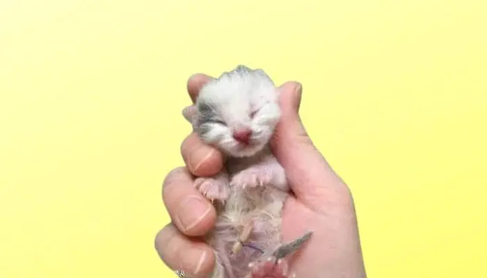 newborn kitten with umbilical cord