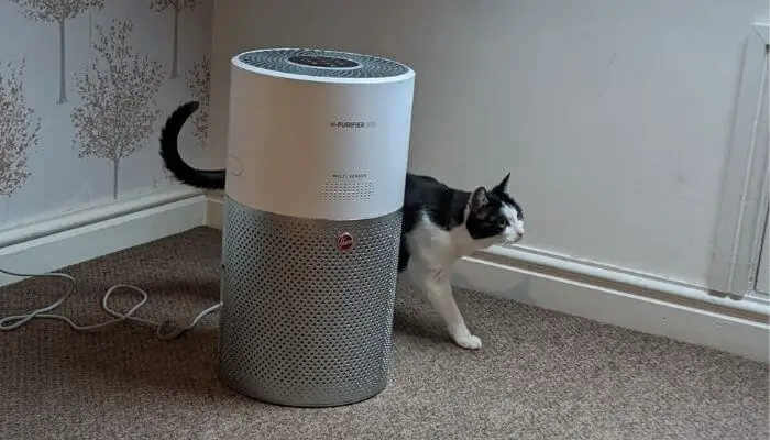 the-H-purifier-300-is-great-for-cat-allergies
