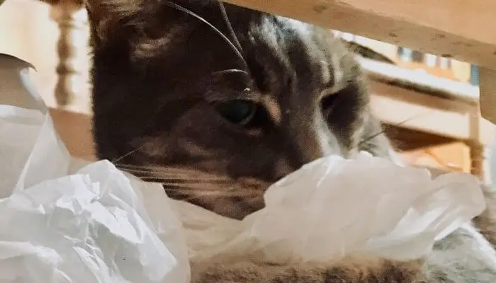 what to do if your cat ate a plastic bag