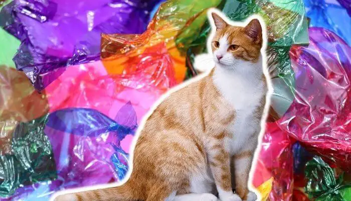 what to do if your cat ate a plastic wrapper