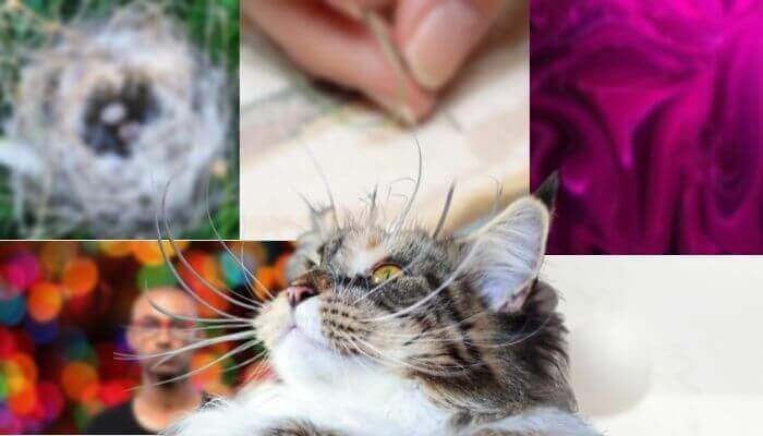 what to do with fallen cat whiskers