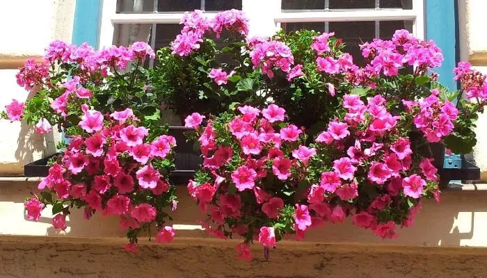 Geraniums in a window box