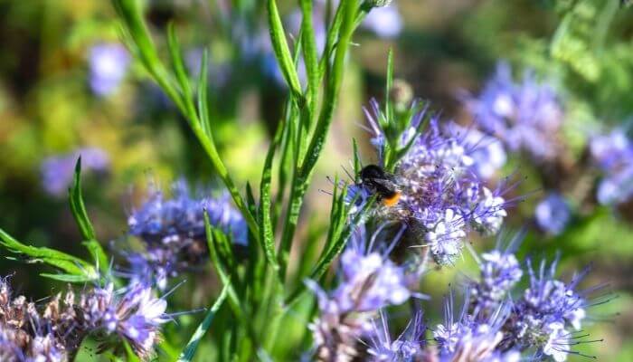 Pennyroyals with a bee