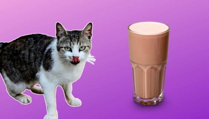 can cats drink chocolate milk