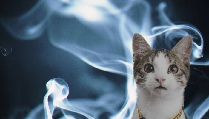 cat in a smokey room