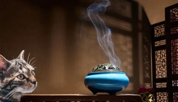 cat near incense burner