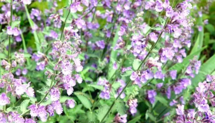 catmint