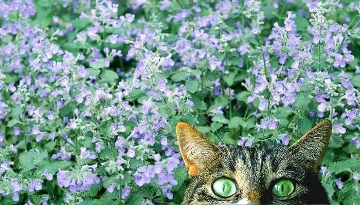 does catmint attract cats