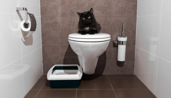 dont flush cat litter