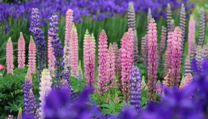 lupins