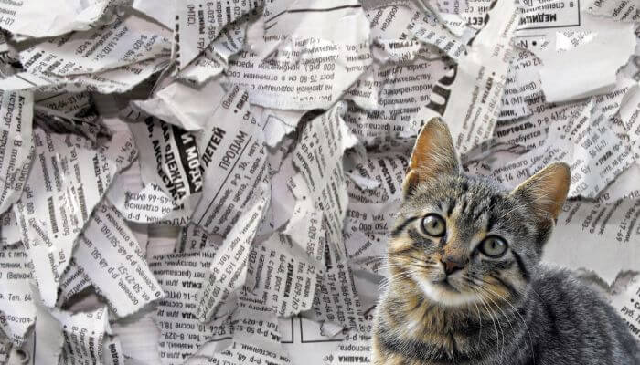 newspaper cat litter