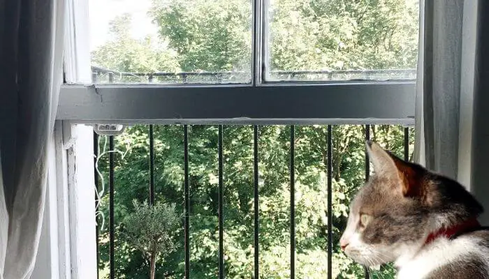 cat near open window