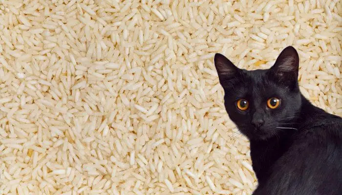 rice cat litter
