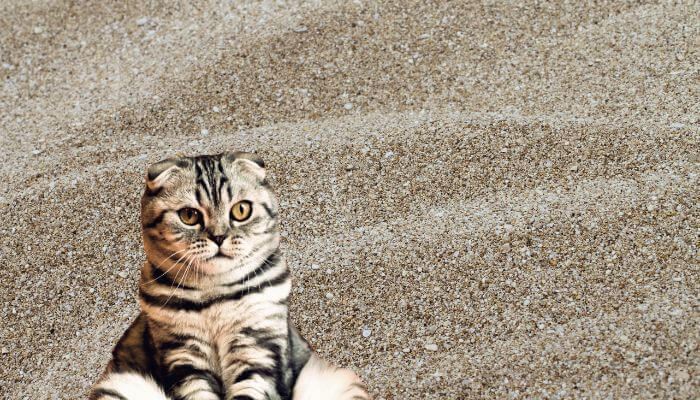 sand cat litter