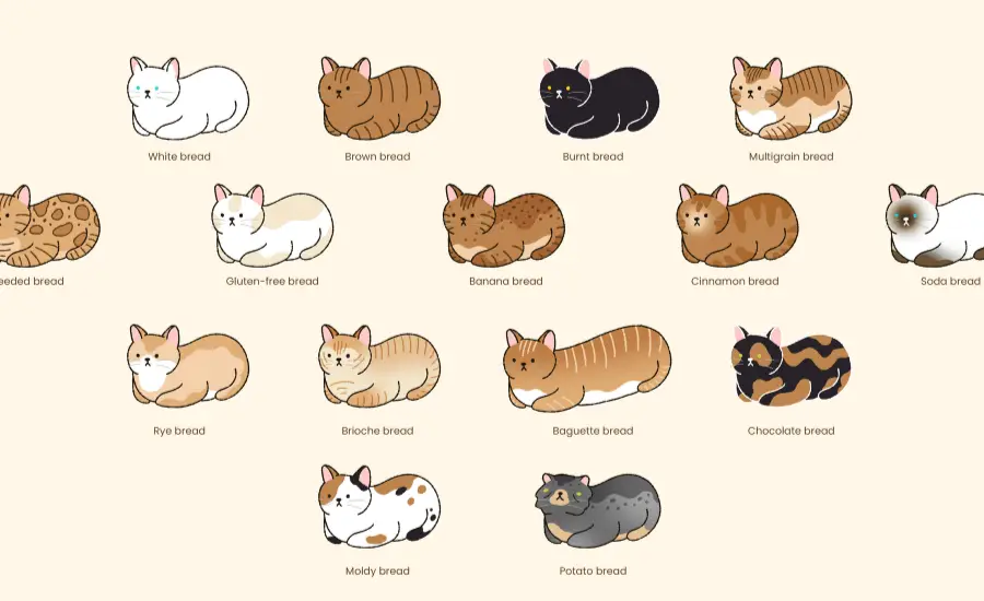 types-of-cat-loaves