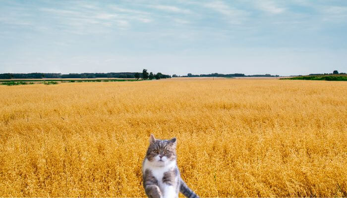 wheat cat litter