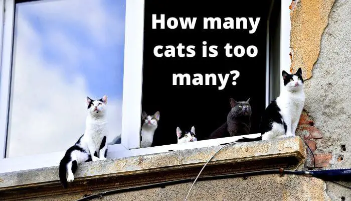 How many cats is too many